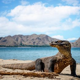 Skarby Indonezji: Bali, Komodo i zwiedzanie Dżakarty za 3164 PLN. Wylot z Warszawy